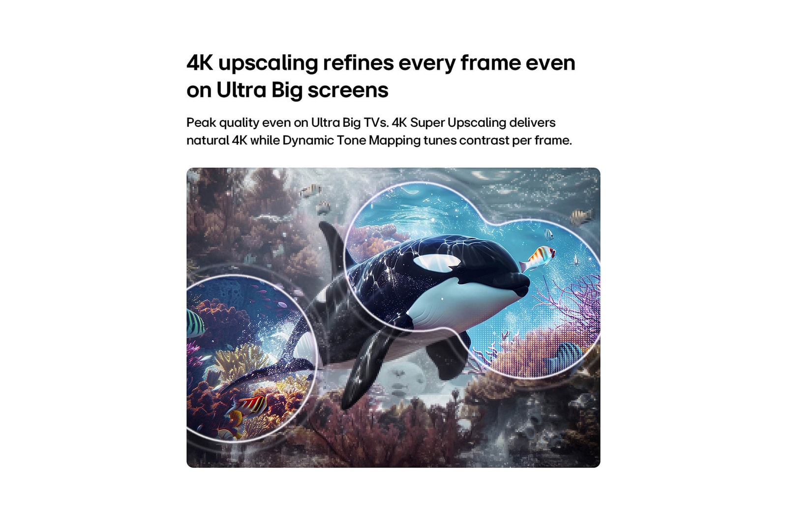 LG QNED evo AI QNED75 Mini LED with 4K Super Upscaling and Dynamic Tone Mapping shows an underwater scene of an orca swimming, as AI recognizes and upscales every frame to 4K resolution.